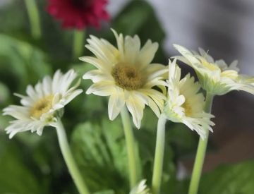 Принимаем заказы на горшечные растения к 8 марта ! 